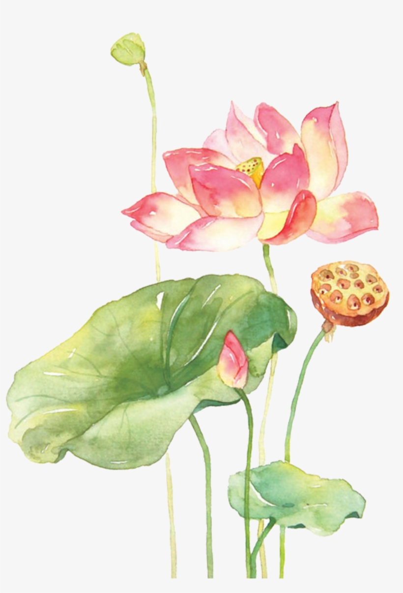 Top hơn 70 vẽ tranh hoa sen bằng màu nước siêu đỉnh  Tin Học Vui