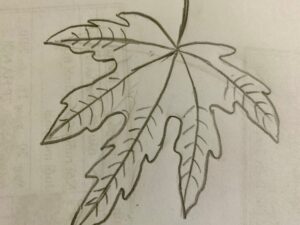  Vẽ Chiếc Lá Bằng Chì Đơn Giản Nhất  Pencil drawings  Draw a leaf with  simple pencil  YouTube