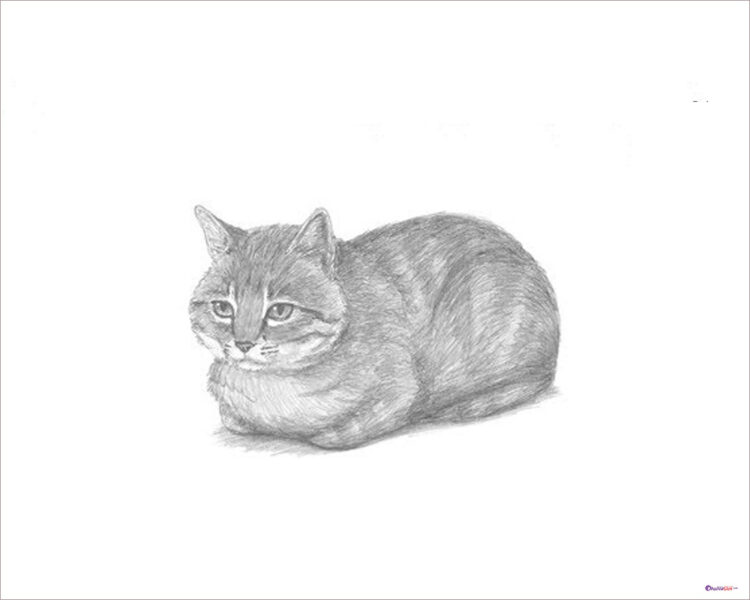 Tải Hình ảnh Mèo Cute Hoạt Hình Vẽ Con Mèo Dễ Thương, Vẽ Con Mèo Đơn ...