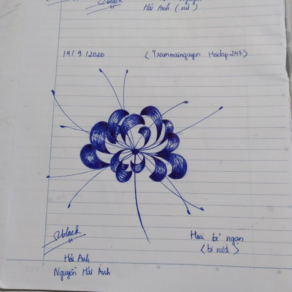 Hướng dẫn cách vẽ hoa bỉ ngạn đơn giản nhất cho người mới bắt đầu