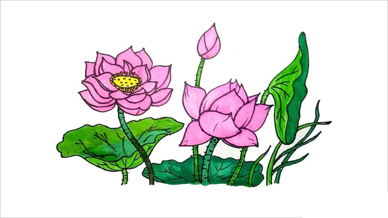 Chia sẻ với hơn 69 vẽ hoa sen bằng màu nước hay nhất  Tin Học Vui