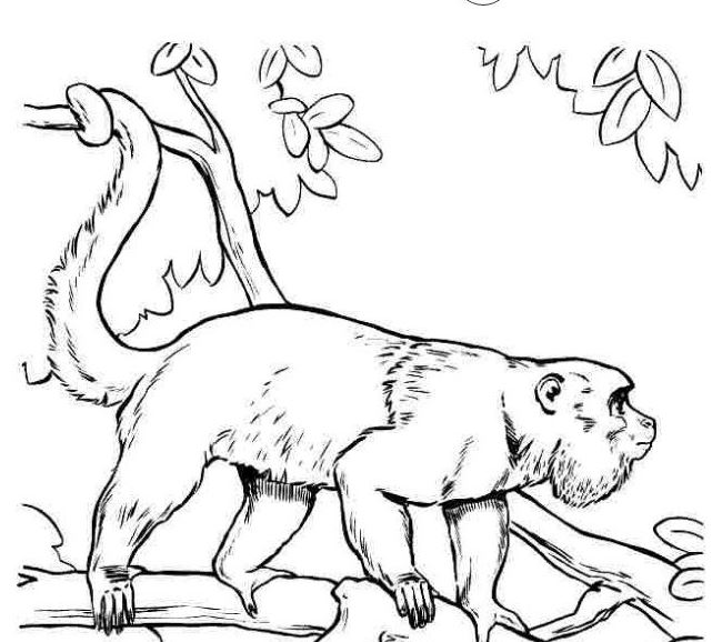 Hình vẽ con khỉ dễ thương cute vô cùng cách vẽ con khỉ