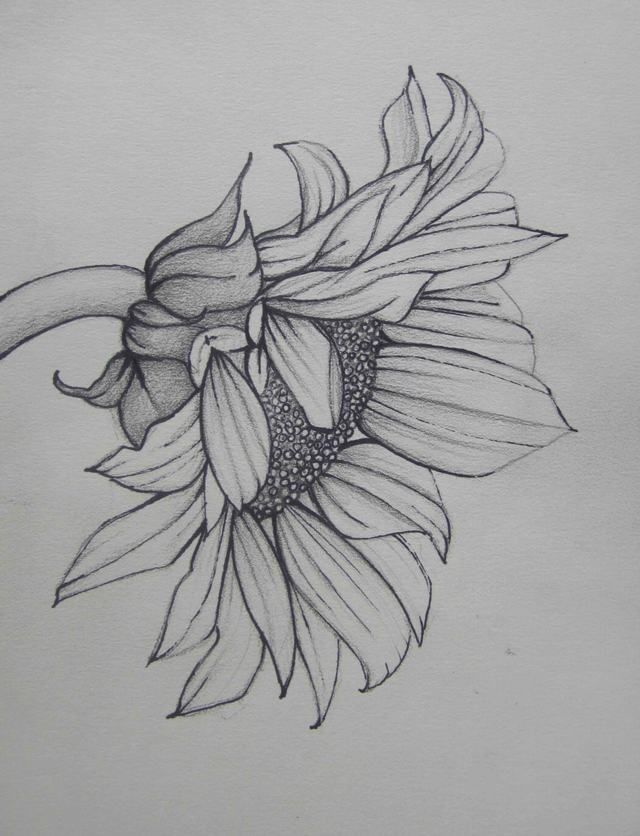 Hình vẽ hoa hướng dương bằng bút chì siêu hot, hình vẽ hoa hướng ...