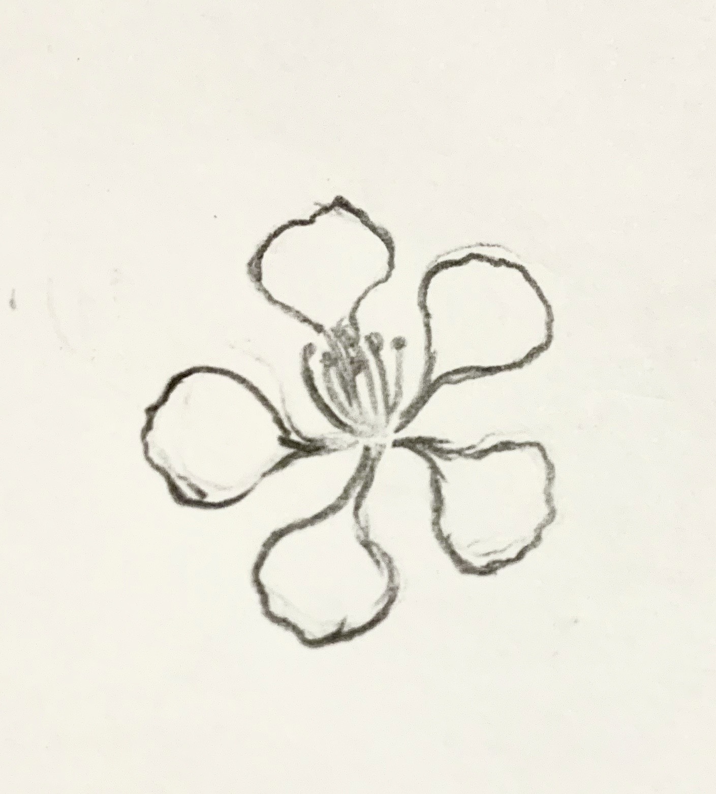 Replying to @nganha0_09 cách vẽ hoa phượng đơn giản bằng bút chì nè ... |  TikTok